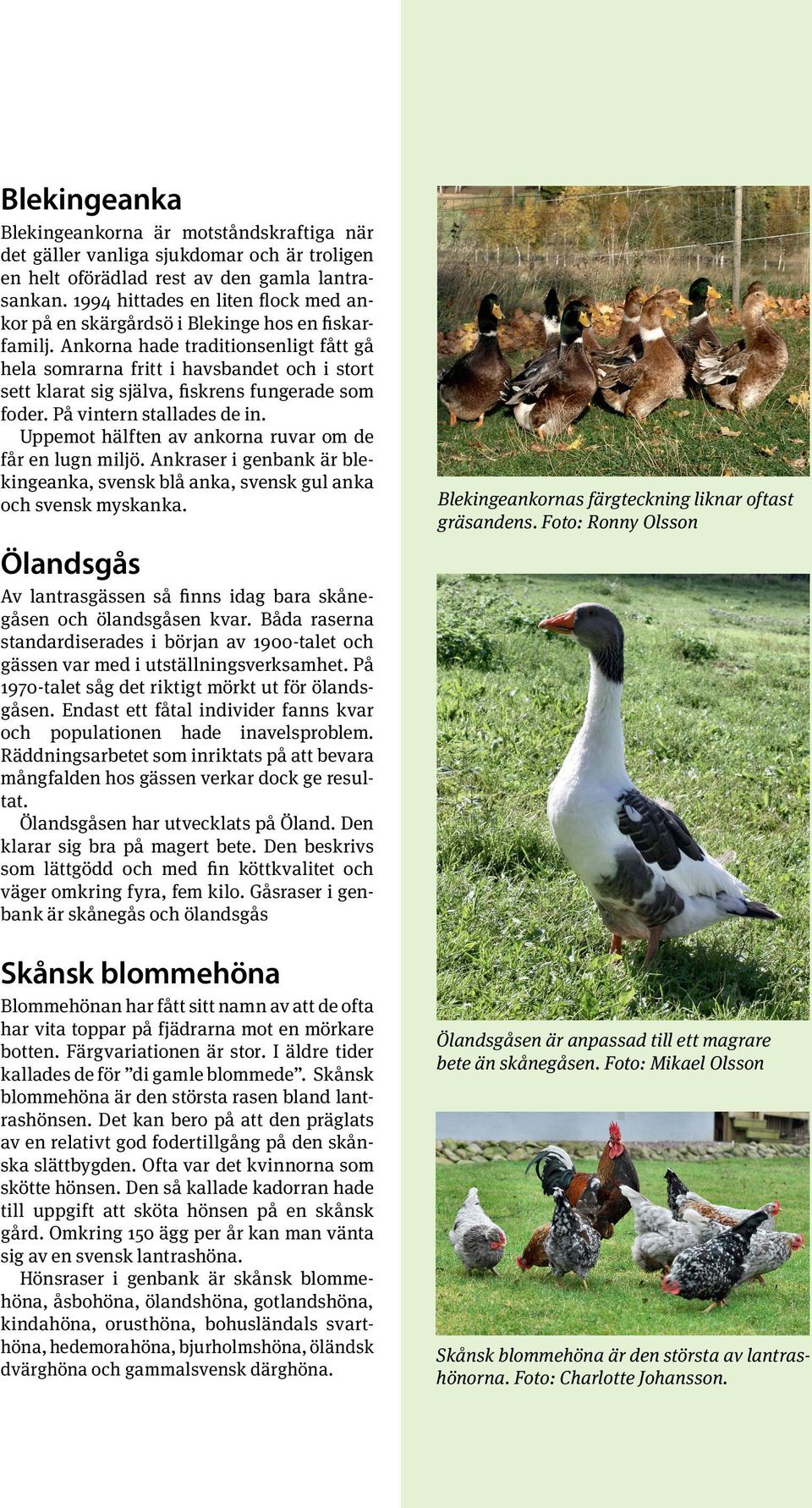 Ankorna hade traditionsenligt fått gå hela somrarna fritt i havsbandet och i stort sett klarat sig själva, fiskrens fungerade som foder. På vintern stallades de in.
