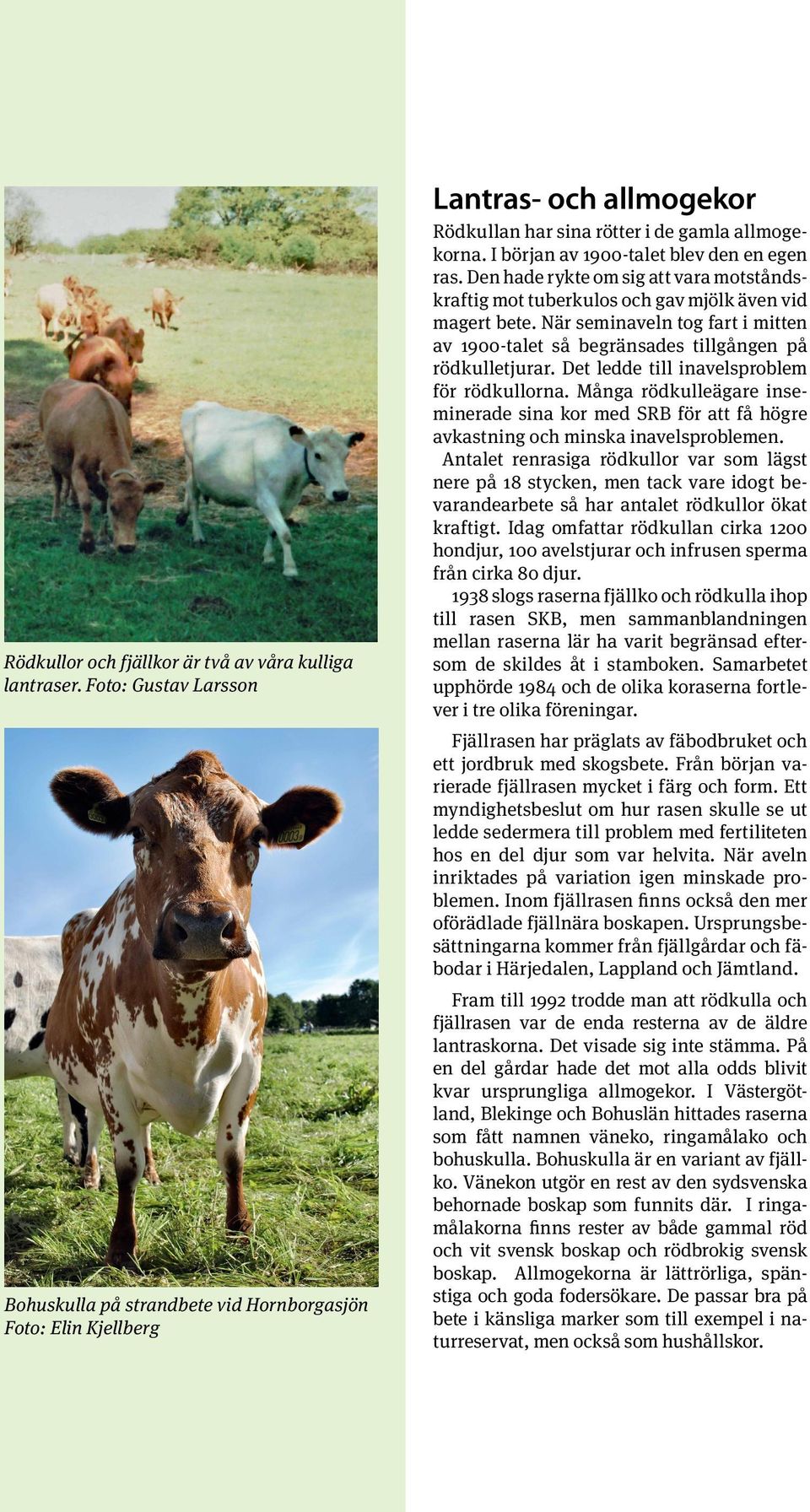 I början av 1900-talet blev den en egen ras. Den hade rykte om sig att vara motståndskraftig mot tuberkulos och gav mjölk även vid magert bete.