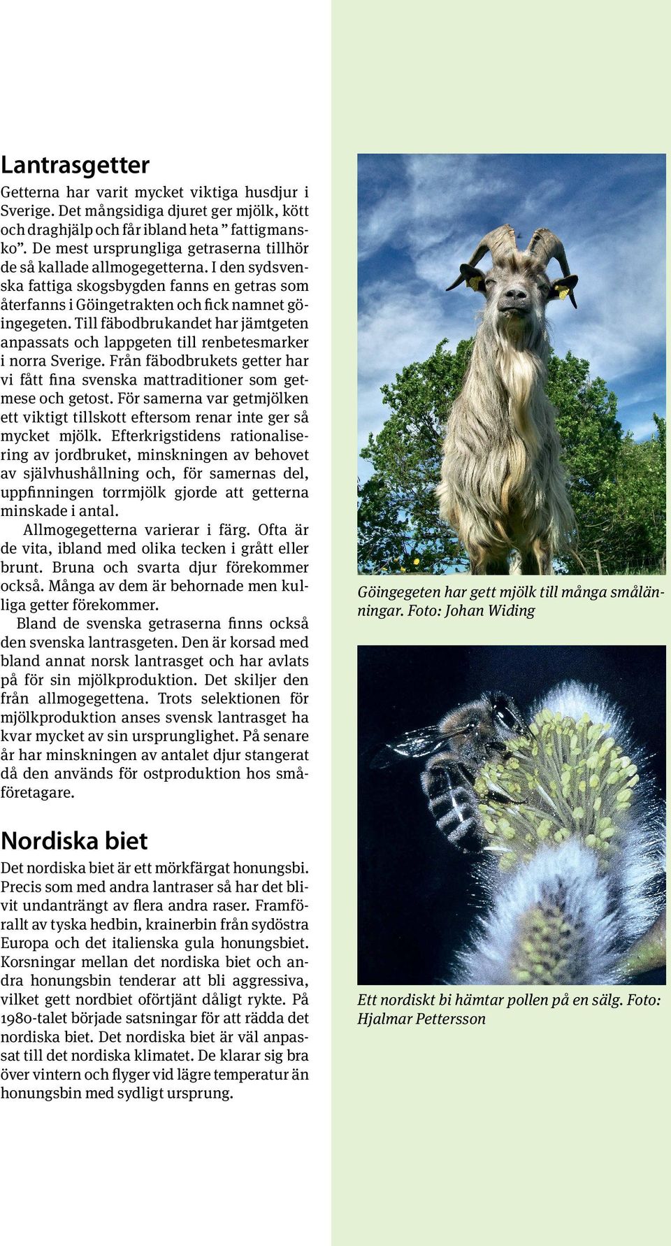 Till fäbodbrukandet har jämtgeten anpassats och lappgeten till renbetesmarker i norra Sverige. Från fäbodbrukets getter har vi fått fina svenska mattraditioner som getmese och getost.
