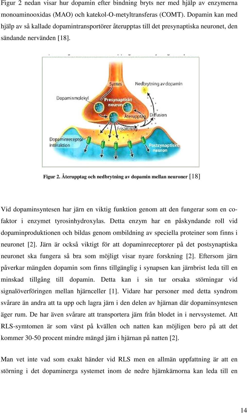 Återupptag och nedbrytning av dopamin mellan neuroner [18] Vid dopaminsyntesen har järn en viktig funktion genom att den fungerar som en cofaktor i enzymet tyrosinhydroxylas.