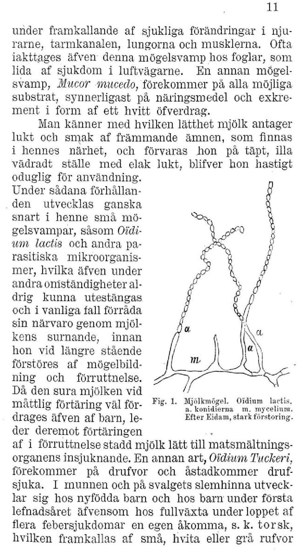 Man känner med hvilken lätthet mjölk antager lukt och smak af främmande ämnen, som finnas i hennes närhet, och förvaras bon på täpt, illa vädradt ställe med elak lukt, blifver hon hastigt oduglig för