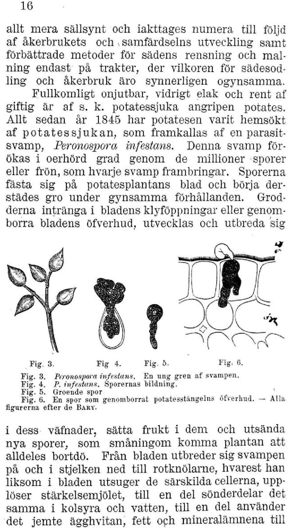 sädesodling och åkerbruk äro synnerligen ogynsamma. Fullkomligt onjutbar, vidrigt elak och rent af giftig är af s. k. petatessjuka angripen potates.