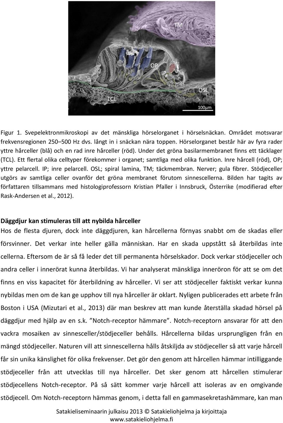 Ett flertal olika celltyper förekommer i organet; samtliga med olika funktion. Inre hårcell (röd), OP; yttre pelarcell. IP; inre pelarcell. OSL; spiral lamina, TM; täckmembran. Nerver; gula fibrer.