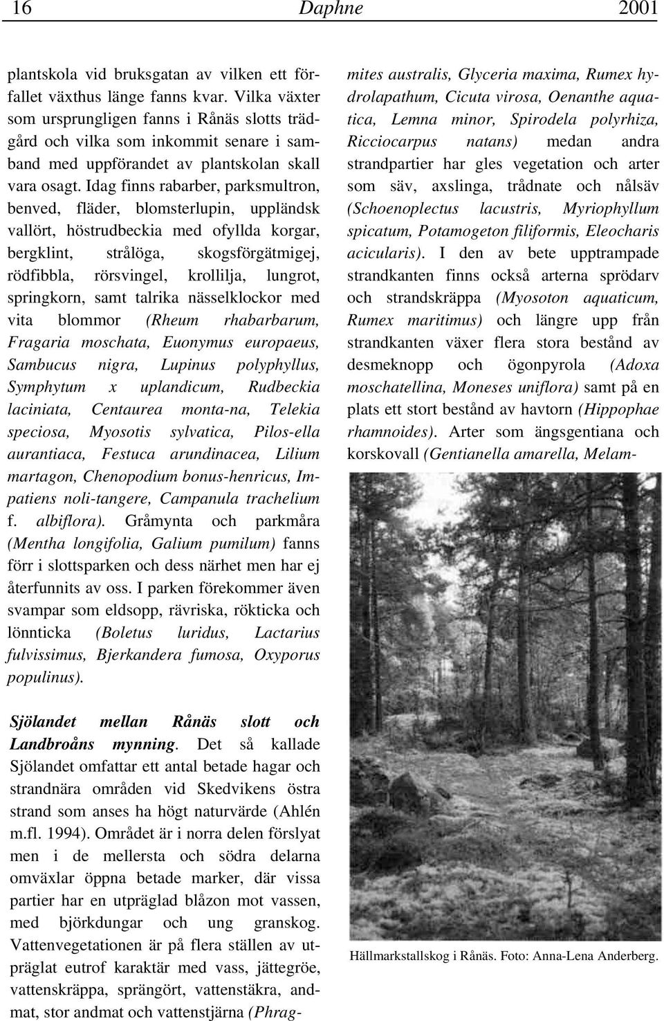 Idag finns rabarber, parksmultron, benved, fläder, blomsterlupin, uppländsk vallört, höstrudbeckia med ofyllda korgar, bergklint, strålöga, skogsförgätmigej, rödfibbla, rörsvingel, krollilja,