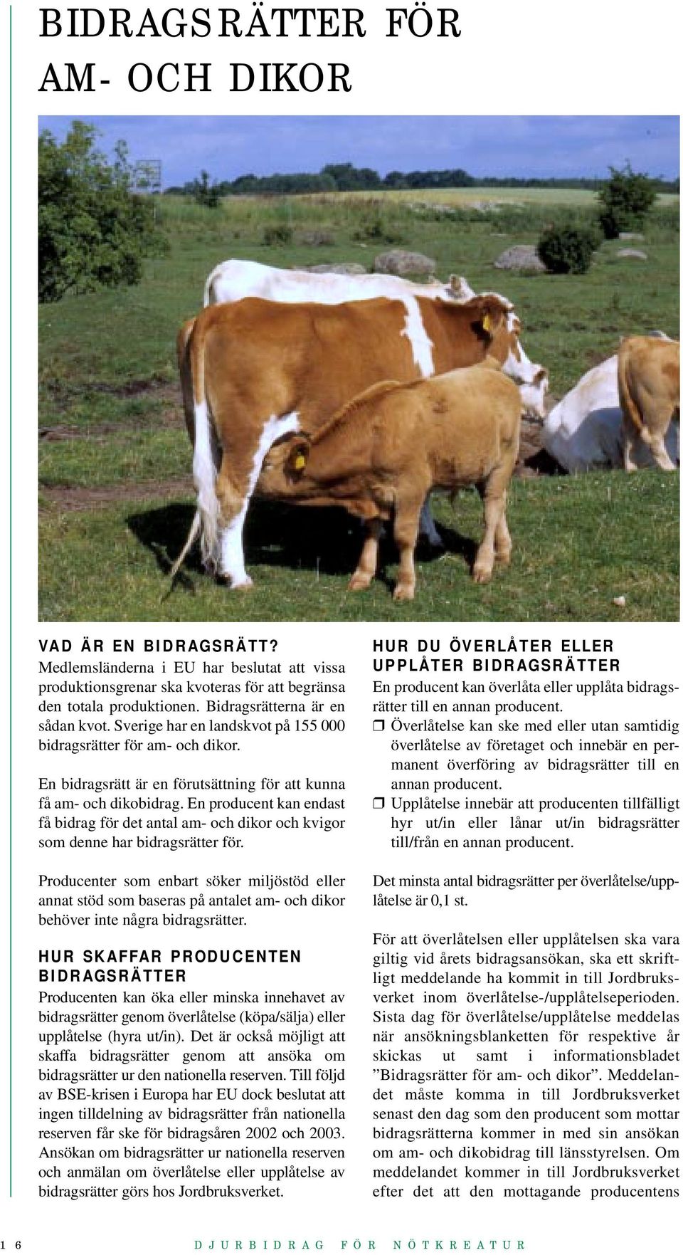 En producent kan endast få bidrag för det antal am- och dikor och kvigor som denne har bidragsrätter för.