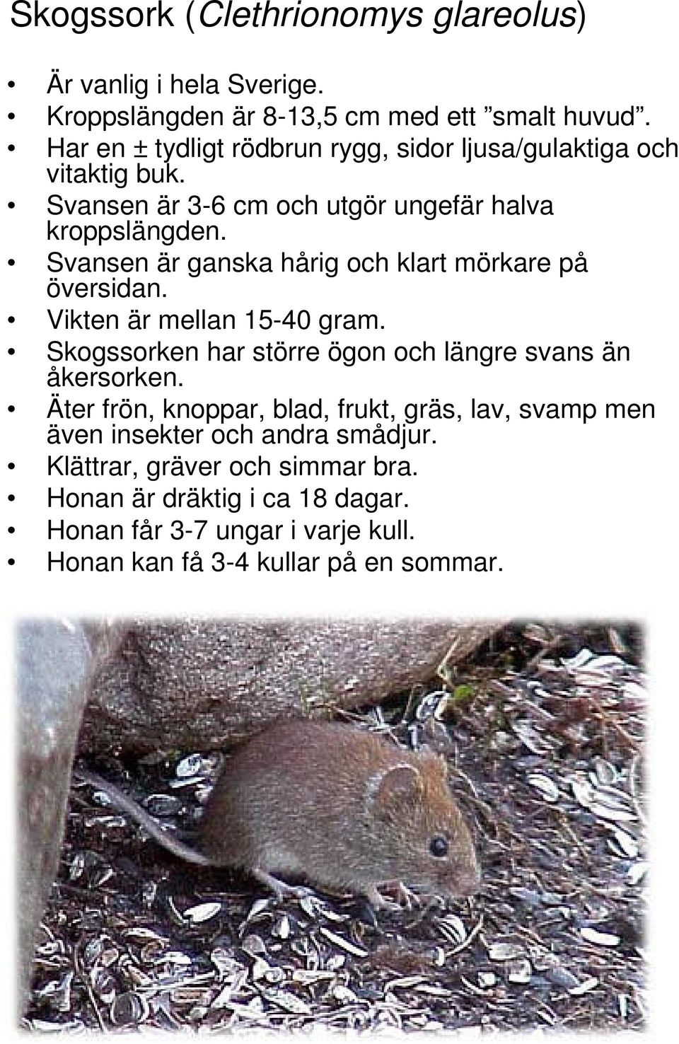 Svansen är ganska hårig och klart mörkare på översidan. Vikten är mellan 15-40 gram. Skogssorken har större ögon och längre svans än åkersorken.