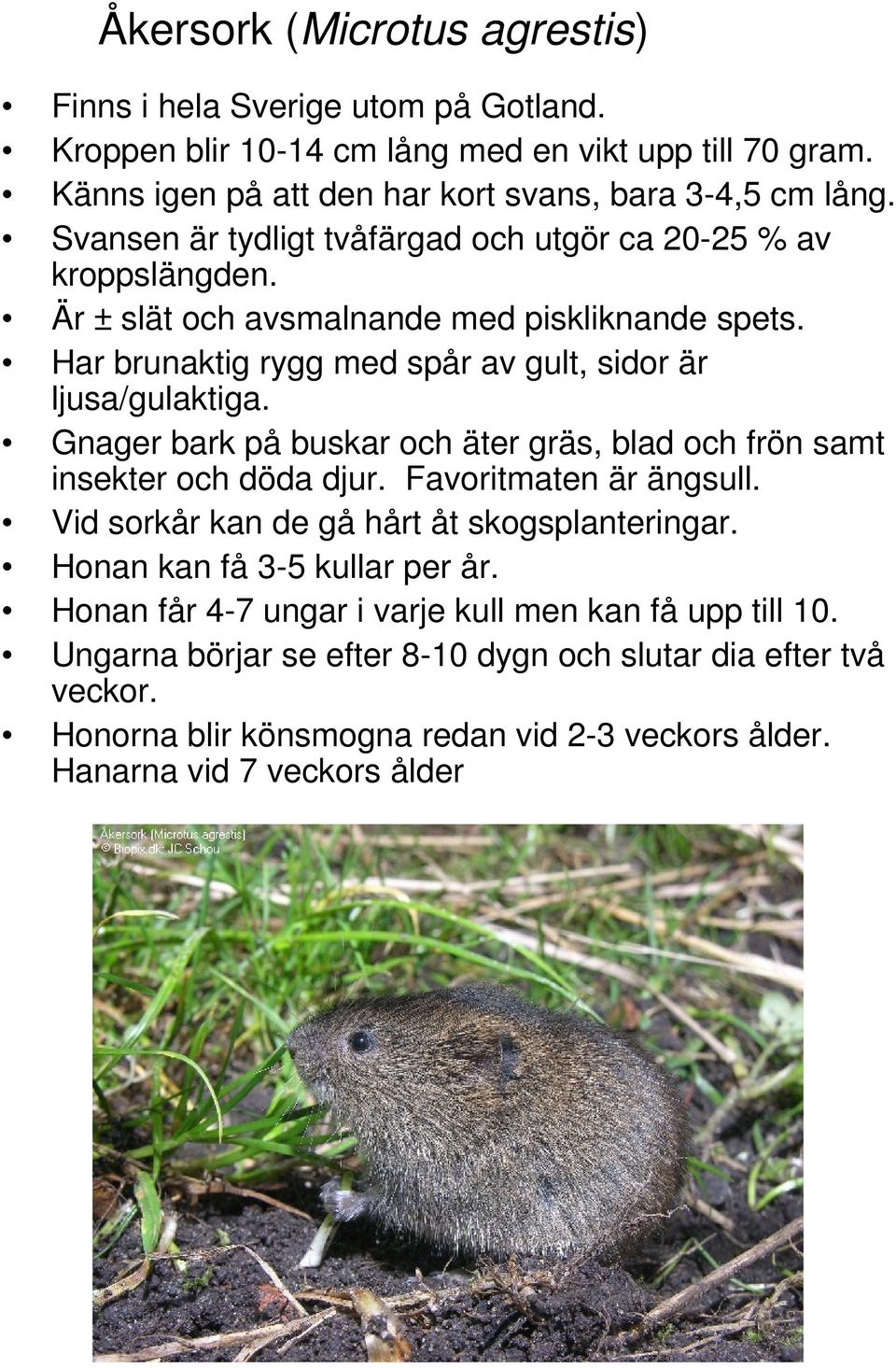 Gnager bark på buskar och äter gräs, blad och frön samt insekter och döda djur. Favoritmaten är ängsull. Vid sorkår kan de gå hårt åt skogsplanteringar. Honan kan få 3-5 kullar per år.