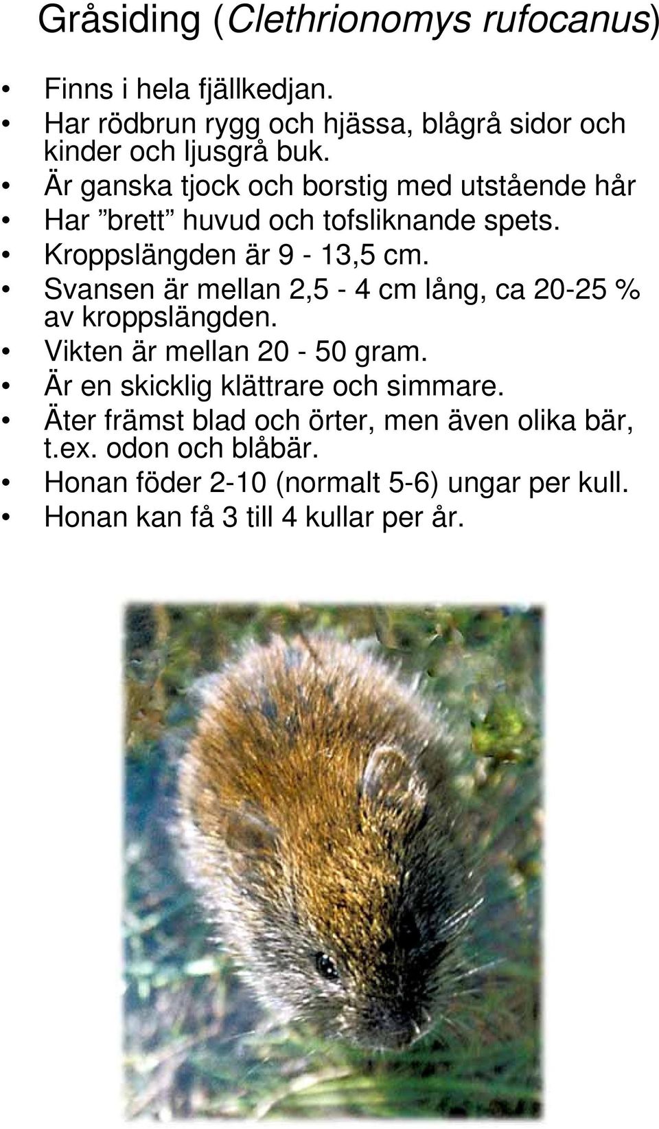 Svansen är mellan 2,5-4 cm lång, ca 20-25 % av kroppslängden. Vikten är mellan 20-50 gram. Är en skicklig klättrare och simmare.