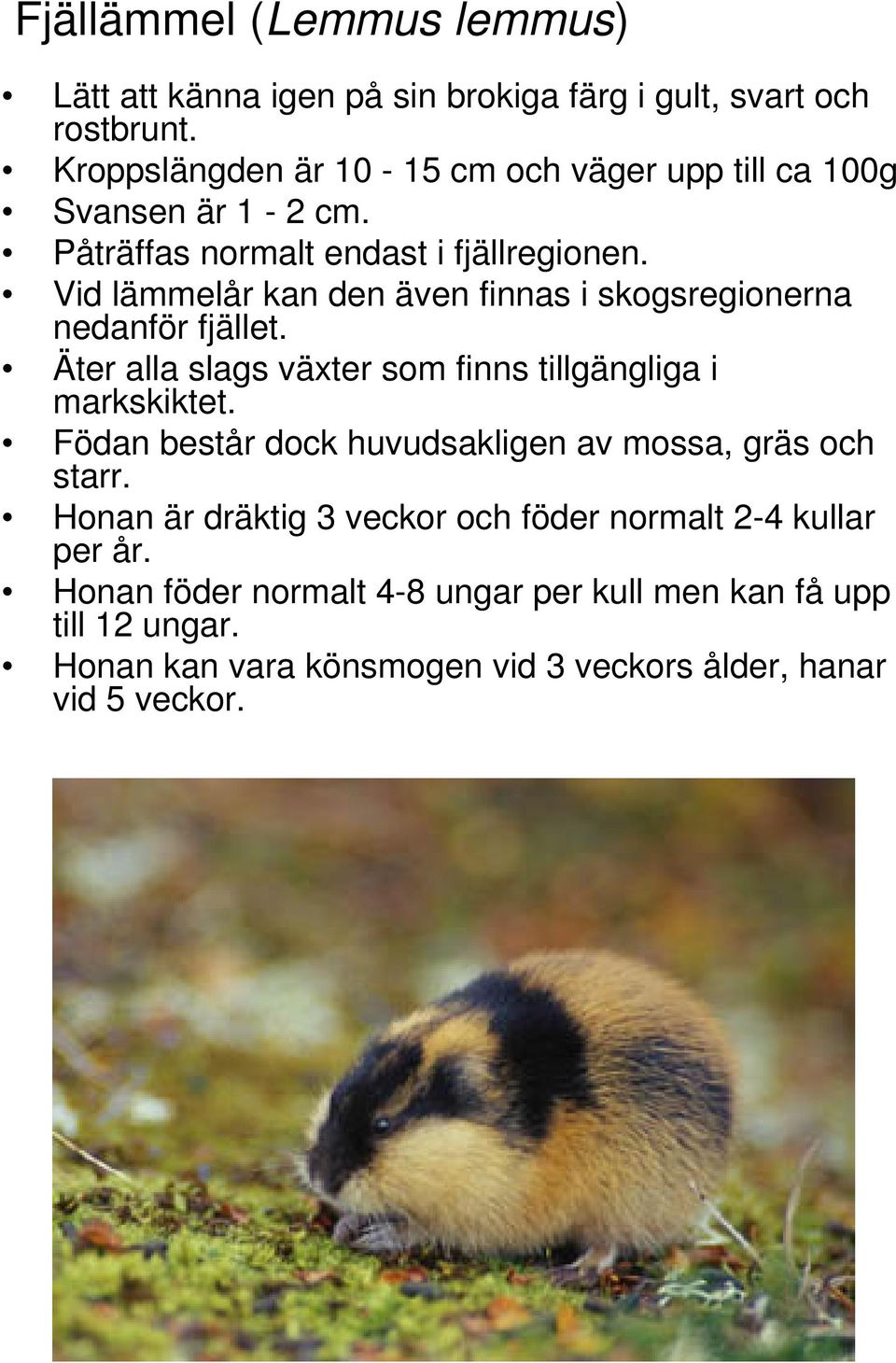Vid lämmelår kan den även finnas i skogsregionerna nedanför fjället. Äter alla slags växter som finns tillgängliga i markskiktet.
