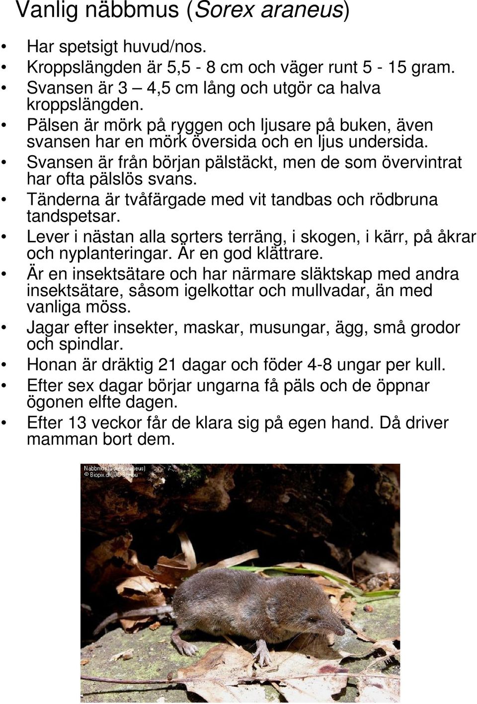 Tänderna är tvåfärgade med vit tandbas och rödbruna tandspetsar. Lever i nästan alla sorters terräng, i skogen, i kärr, på åkrar och nyplanteringar. Är en god klättrare.