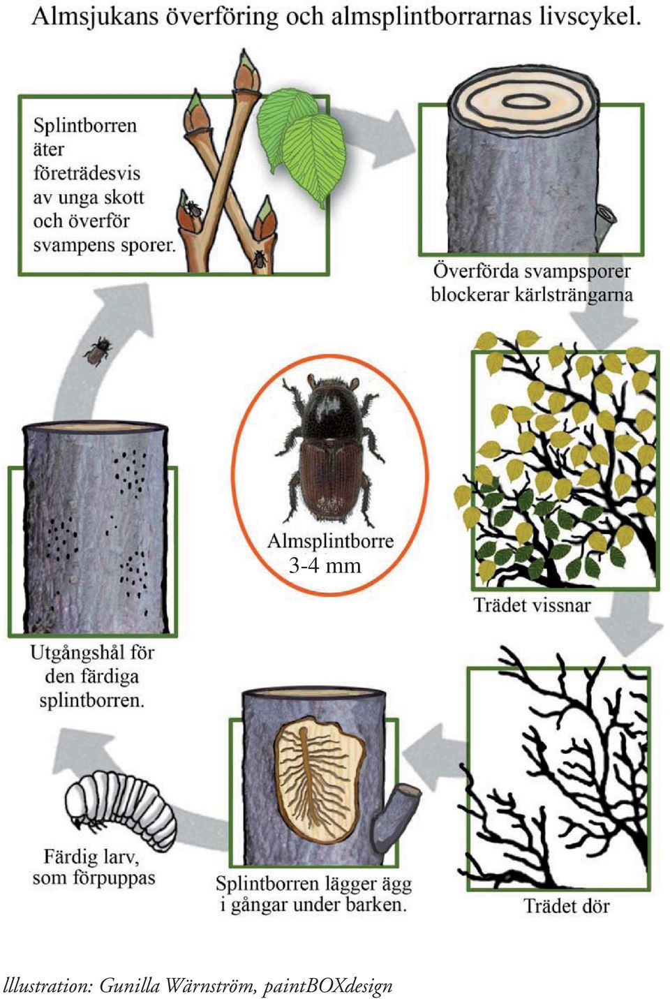 de gotländska almarna!