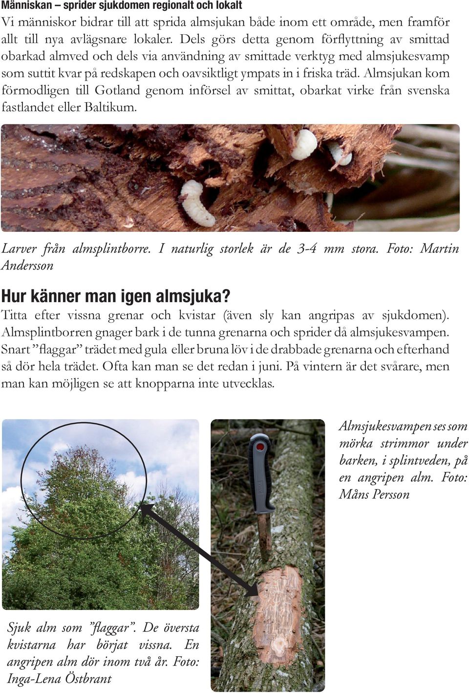 Almsjukan kom förmodligen till Gotland genom införsel av smittat, obarkat virke från svenska fastlandet eller Baltikum. Larver från almsplintborre. I naturlig storlek är de 3-4 mm stora.