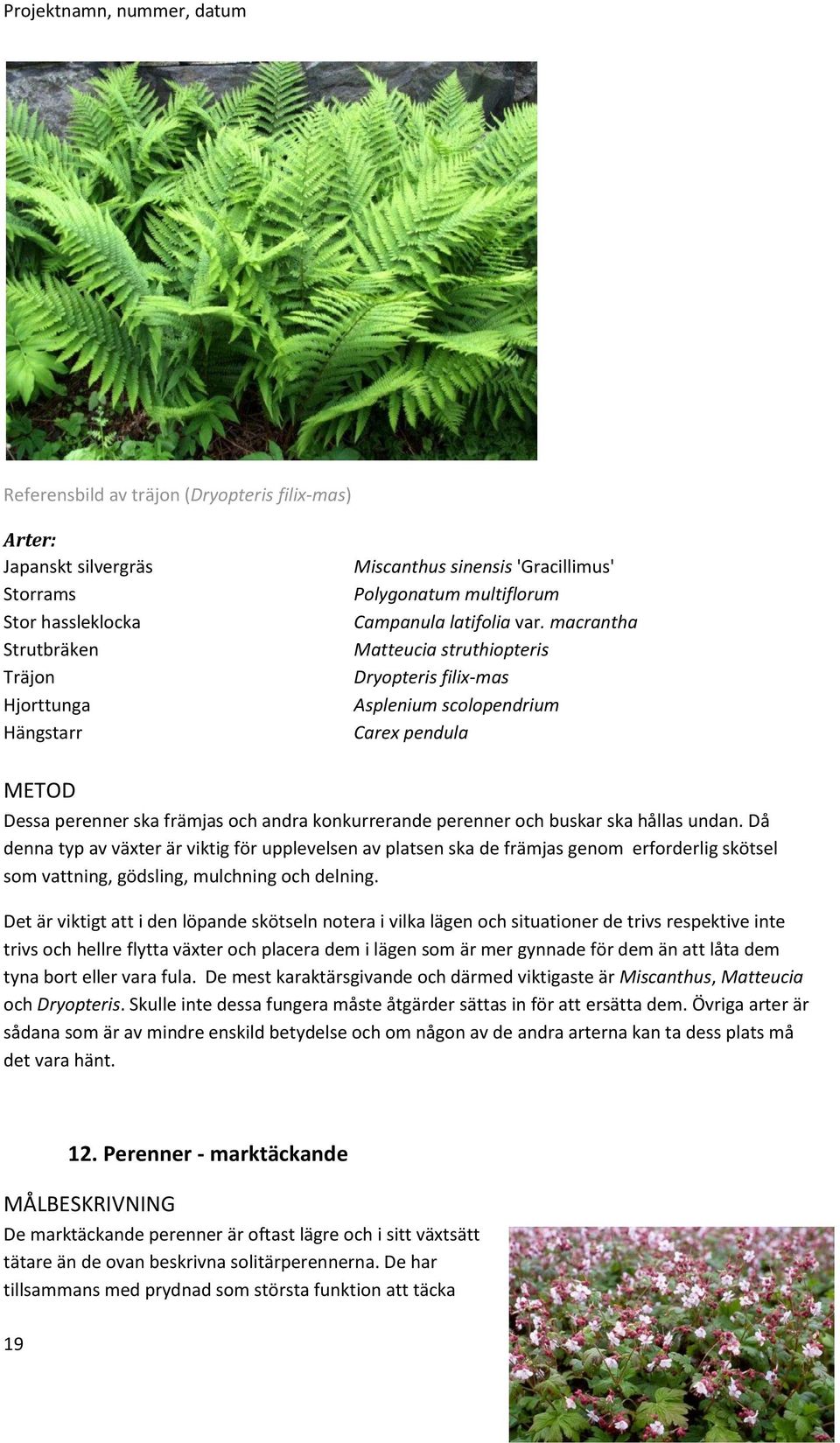 macrantha Matteucia struthiopteris Dryopteris filix-mas Asplenium scolopendrium Carex pendula Dessa perenner ska främjas och andra konkurrerande perenner och buskar ska hållas undan.