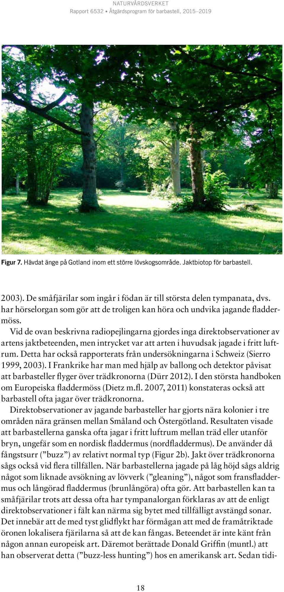 Vid de ovan beskrivna radiopejlingarna gjordes inga direktobservationer av artens jaktbeteenden, men intrycket var att arten i huvudsak jagade i fritt luftrum.