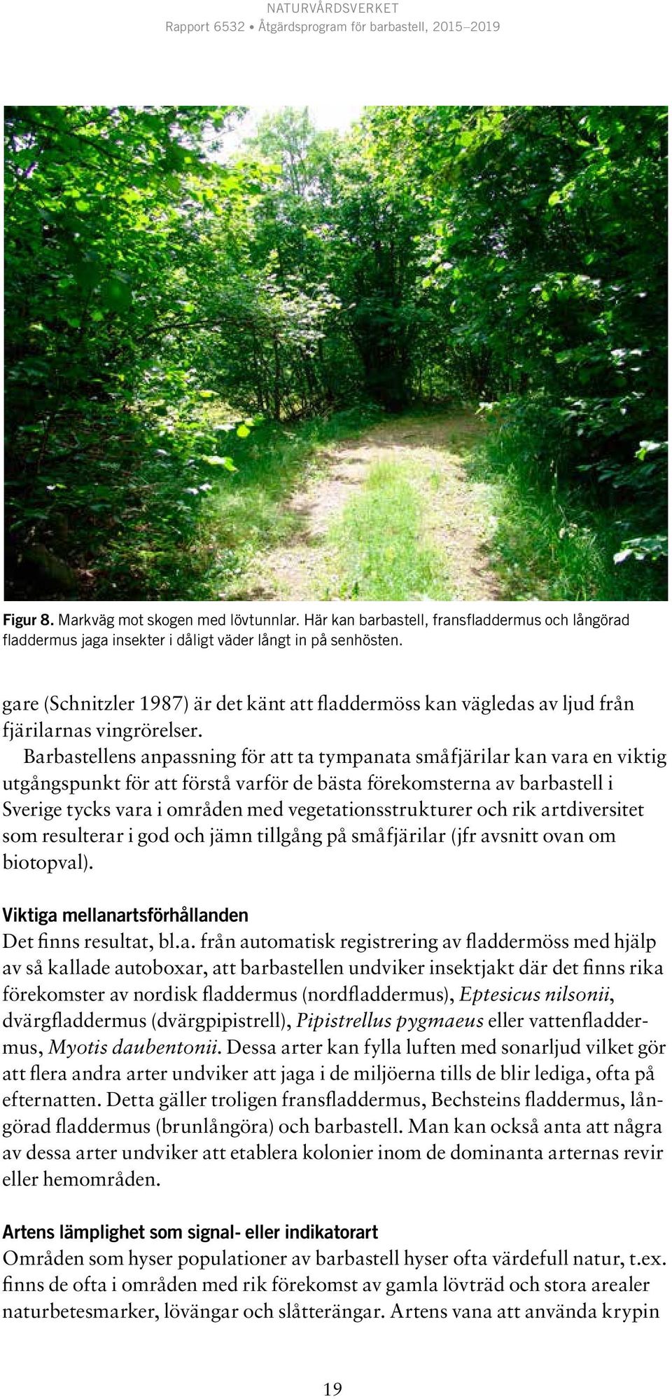 Barbastellens anpassning för att ta tympanata småfjärilar kan vara en viktig utgångspunkt för att förstå varför de bästa förekomsterna av barbastell i Sverige tycks vara i områden med