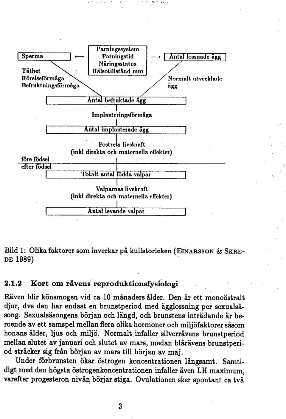 direkta och rnaternella effekter) Antal Ievande valpar Bild 1: Olika faktorer som inverkar på kullstorleken (EINARssoN & SKRE- DE 1989) 2.1.2 Kort om riivens reproduktionsfysiologi Räven blir könsmogen vid ca 10 månaders ålder.