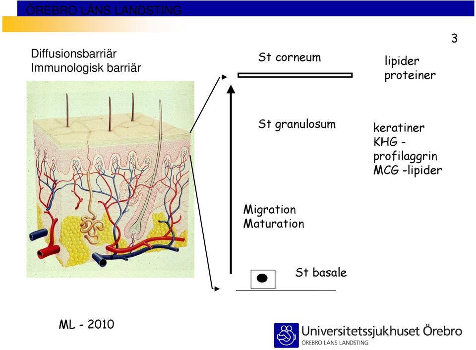 keratiner KHG - profilaggrin MCG -lipider