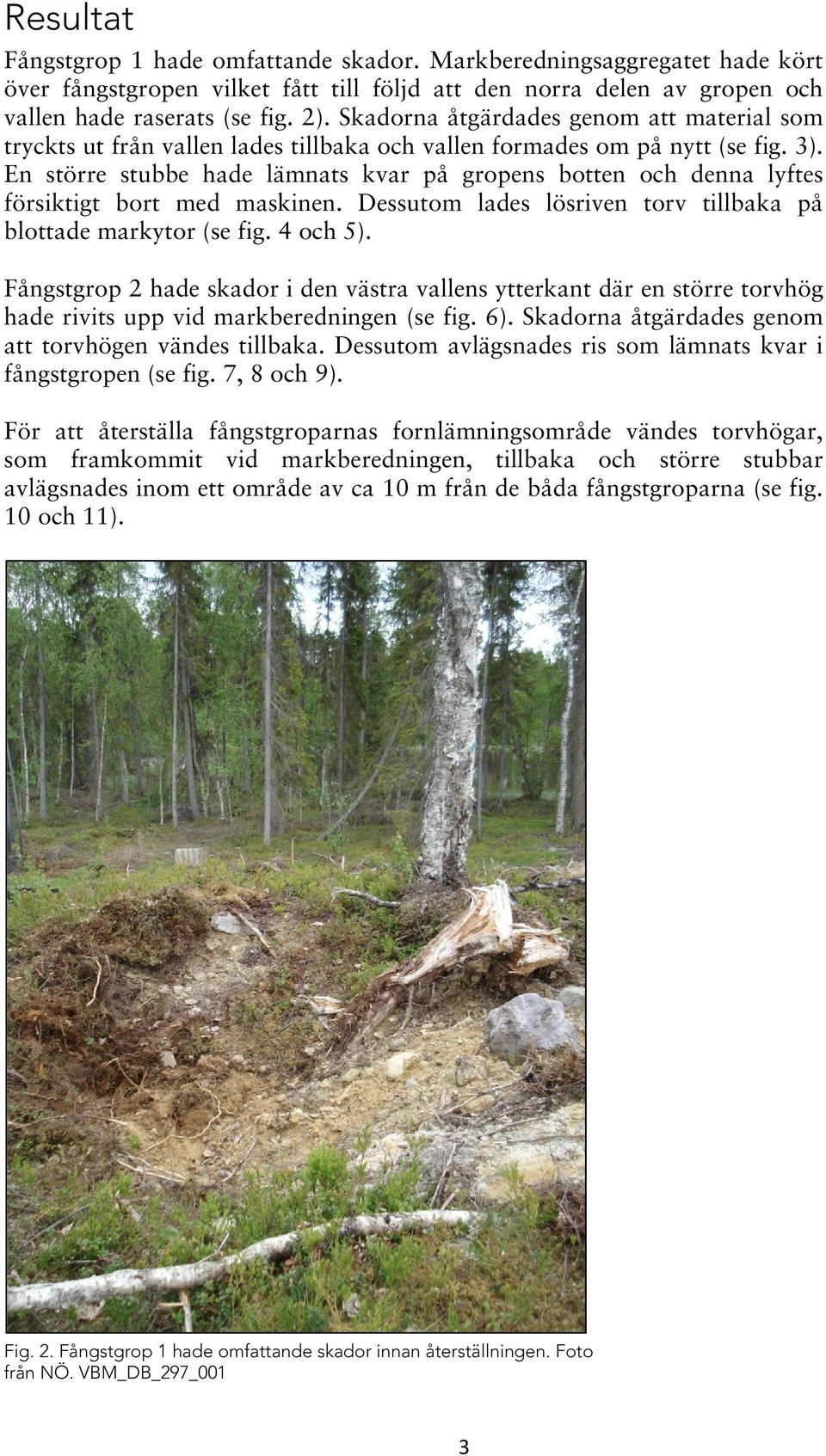 En större stubbe hade lämnats kvar på gropens botten och denna lyftes försiktigt bort med maskinen. Dessutom lades lösriven torv tillbaka på blottade markytor (se fig. 4 och 5).