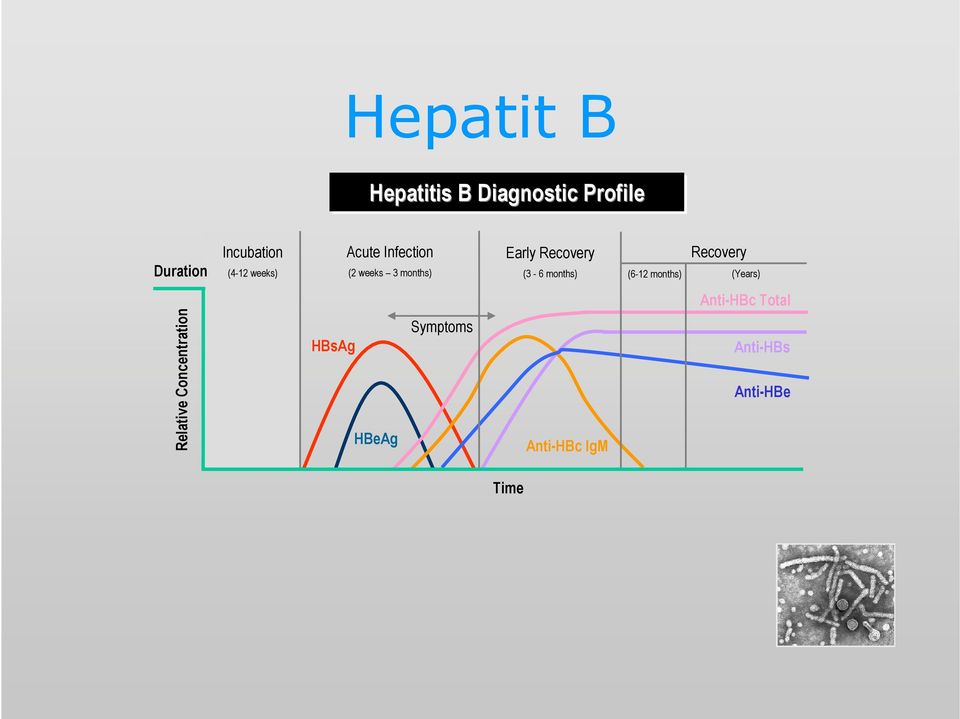 (3-6 months) Recovery (6-12 months) (Years) Anti-HBc Total