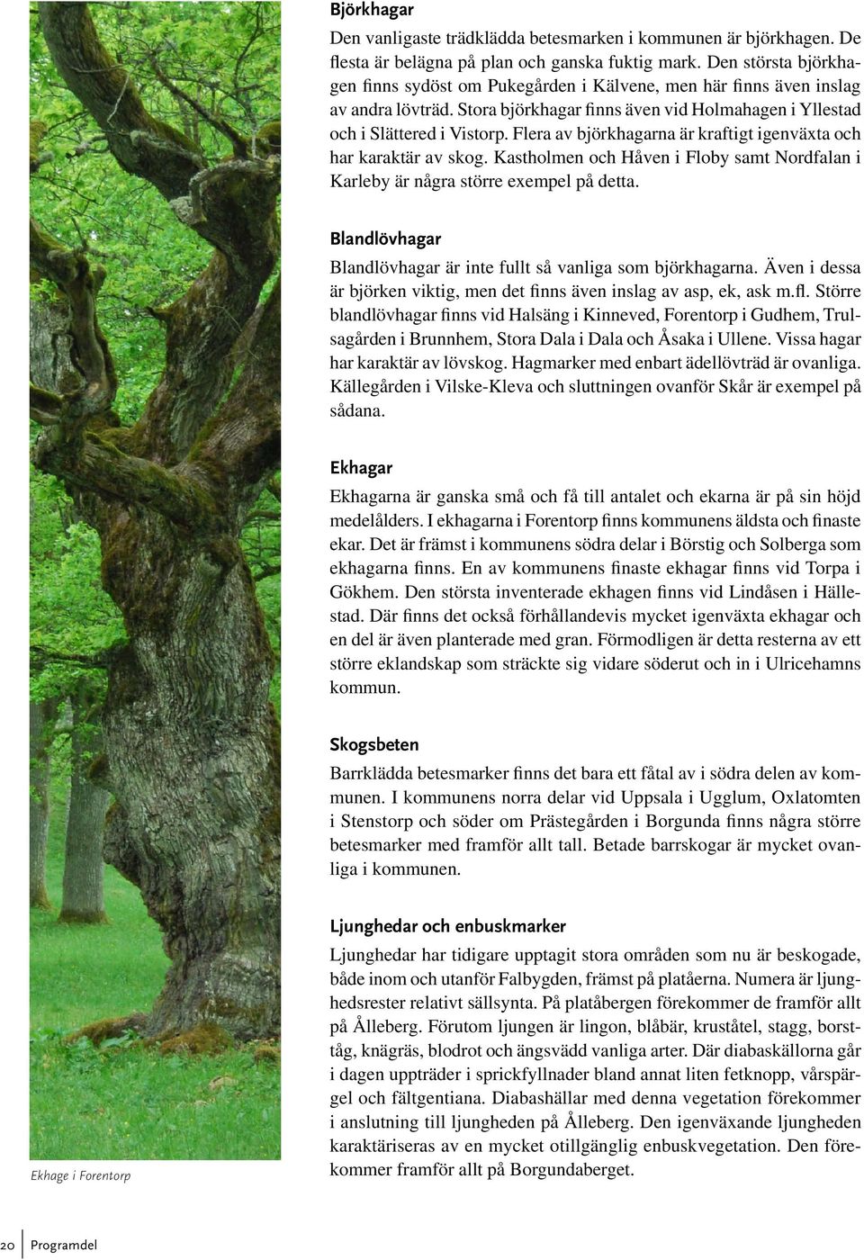Flera av björkhagarna är kraftigt igenväxta och har karaktär av skog. Kastholmen och Håven i Floby samt Nordfalan i Karleby är några större exempel på detta.