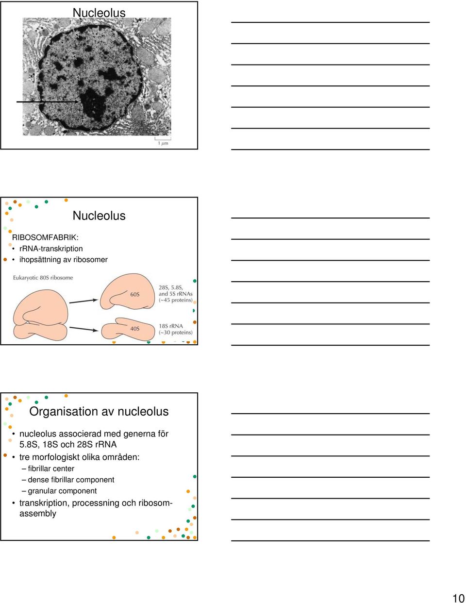 8S, 18S och 28S rrna tre morfologiskt olika områden: fibrillar center dense