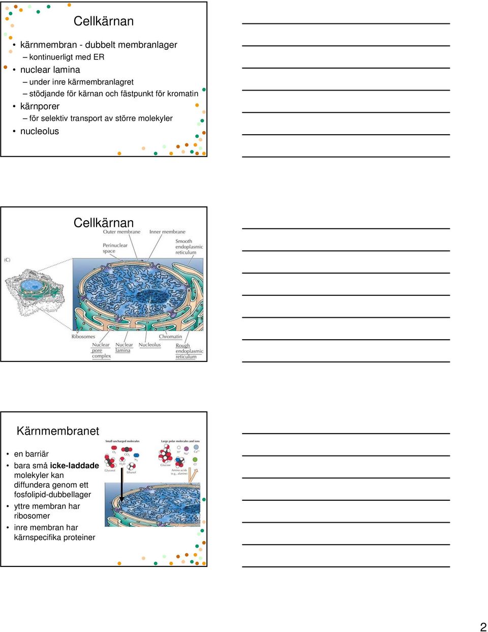 större molekyler nucleolus Cellkärnan Kärnmembranet en barriär bara små icke-laddade molekyler kan