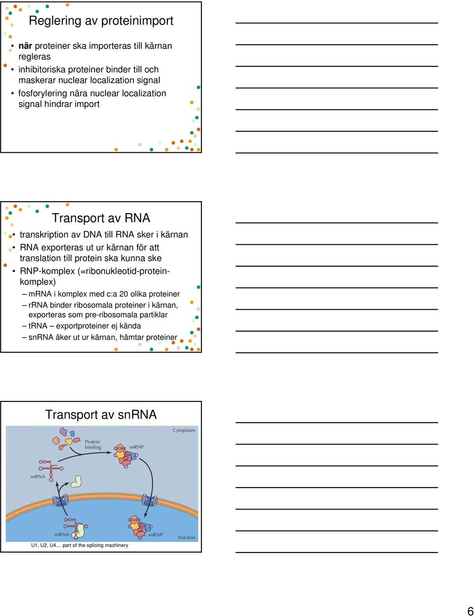 translation till protein ska kunna ske RNP-komplex (=ribonukleotid-proteinkomplex) mrna i komplex med c:a 20 olika proteiner rrna binder ribosomala proteiner i