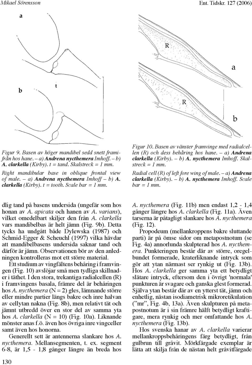 Basen av vänster framvinge med radialcellen (R) och dess behåring hos hane. a) Andrena clarkella (Kirby). b) A. nycthemera Imhoff. Skalstreck = 1 mm. Radial cell (R) of left fore wing of male.