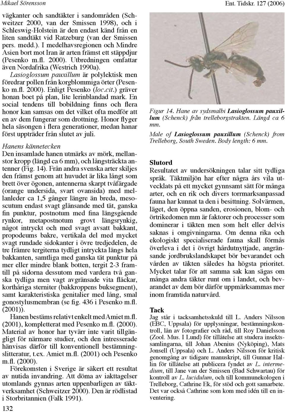 Lasioglossum pauxillum är polylektisk men föredrar pollen från korgblommiga örter (Pesenko m.fl. 2000). Enligt Pesenko (loc.cit.) gräver honan boet på plan, lite lerinblandad mark.