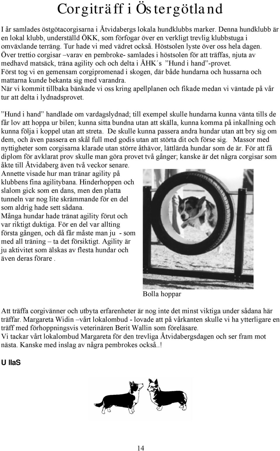 Över trettio corgisar varav en pembroke- samlades i höstsolen för att träffas, njuta av medhavd matsäck, träna agility och och delta i ÅHK s Hund i hand -provet.