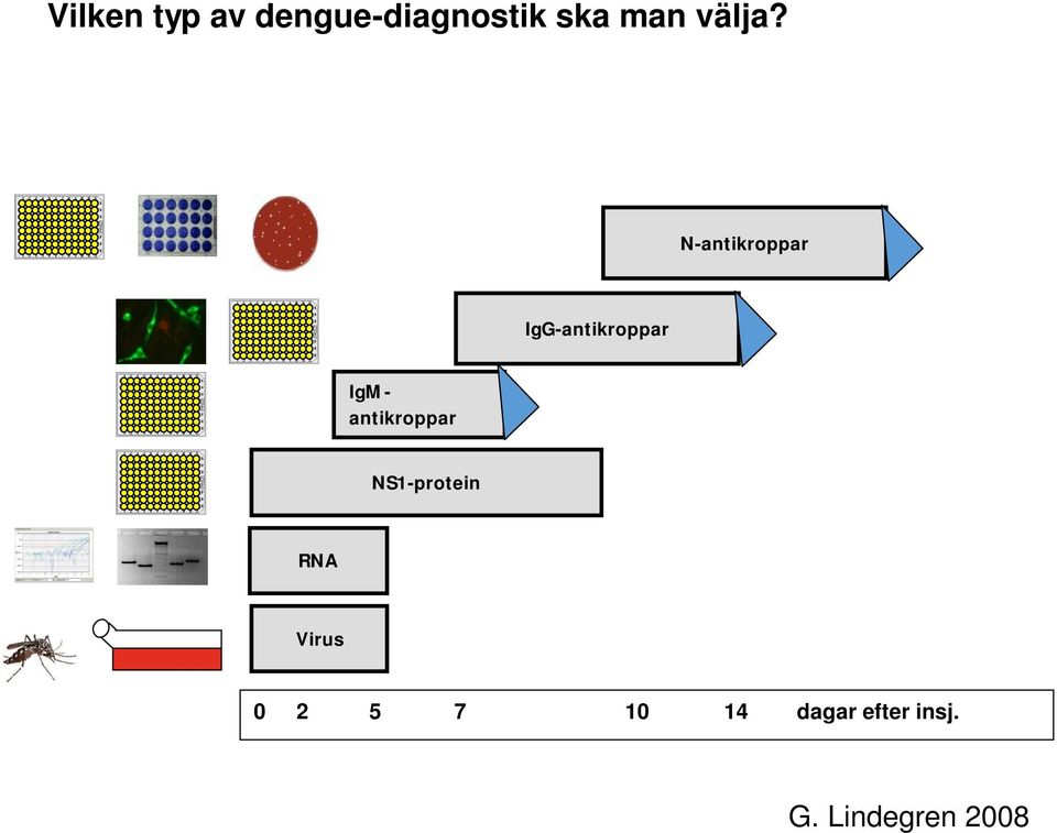 N-antikroppar IgG-antikroppar