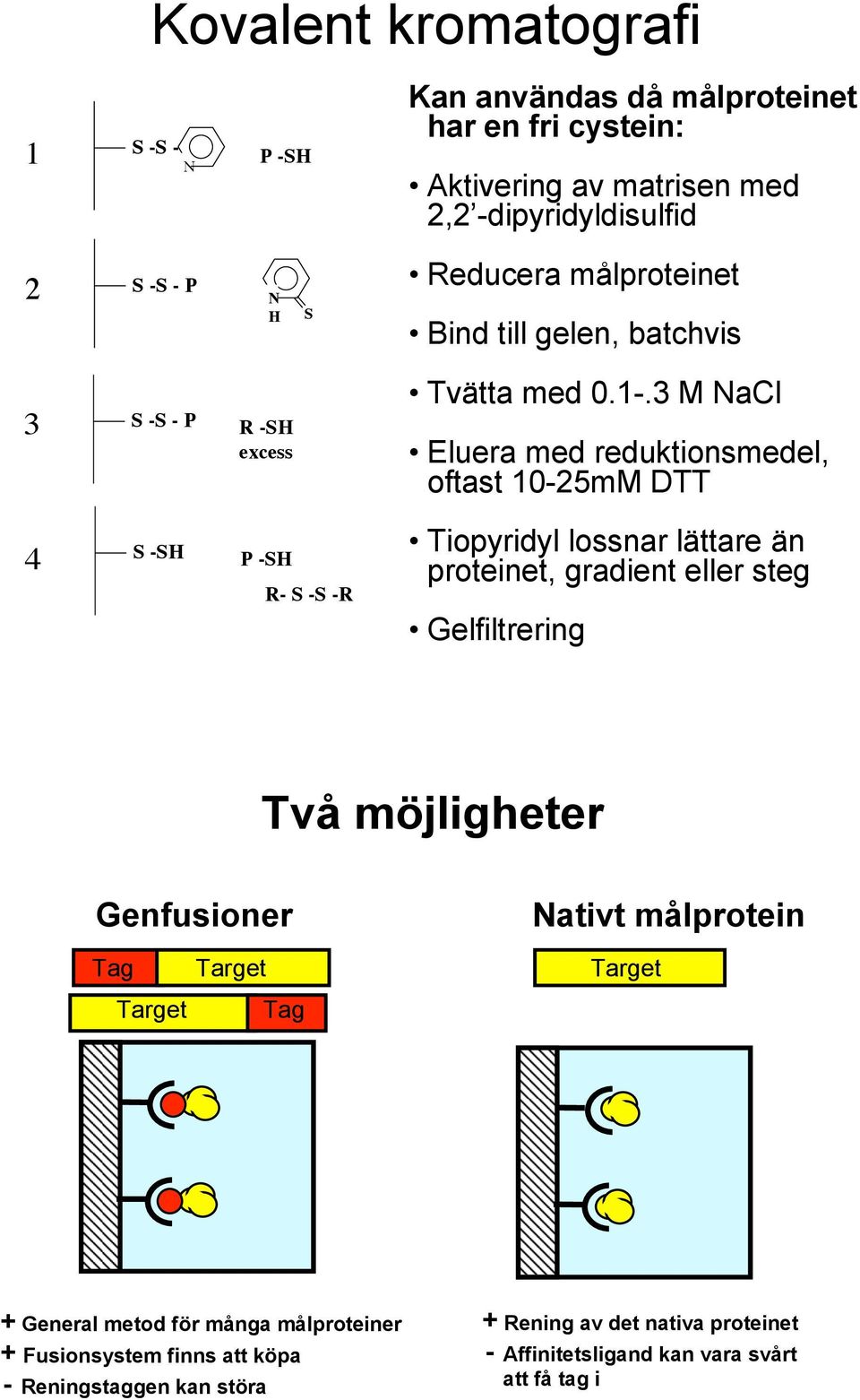 3 M NaCl Eluera med reduktionsmedel, oftast 10-25mM DTT 4 S -SH P -SH R- S -S -R Tiopyridyl lossnar lättare än proteinet, gradient eller steg Gelfiltrering Två