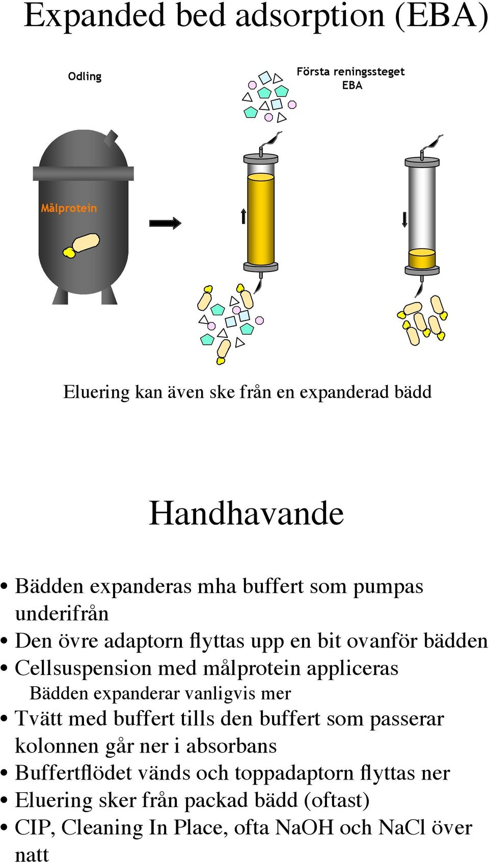 målprotein appliceras Bädden expanderar vanligvis mer Tvätt med buffert tills den buffert som passerar kolonnen går ner i absorbans