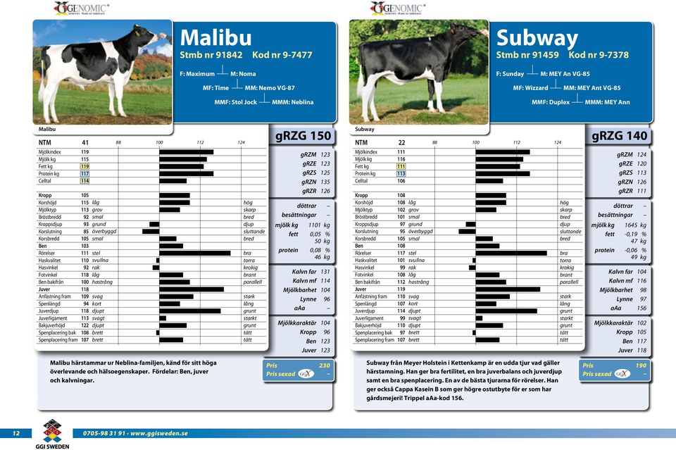 bakifrån ligament 22 t 88 nt t grzg 140 Kalvn far Kalvn mf Lynne aaa Mjölkkatär 1645 kg -0,19 % 47 kg -0,06 % 49 kg 156 Malibu härstammar ur Neblina-familjen, känd för sitt a överlevande och