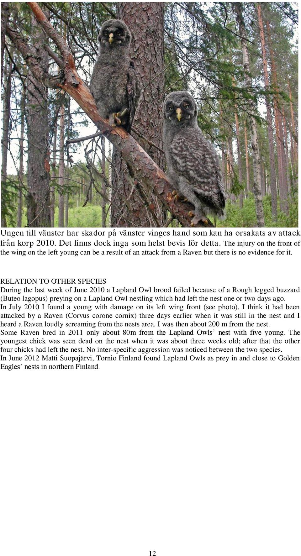 RELATION TO OTHER SPECIES During the last week of June 2010 a Lapland Owl brood failed because of a Rough legged buzzard (Buteo lagopus) preying on a Lapland Owl nestling which had left the nest one