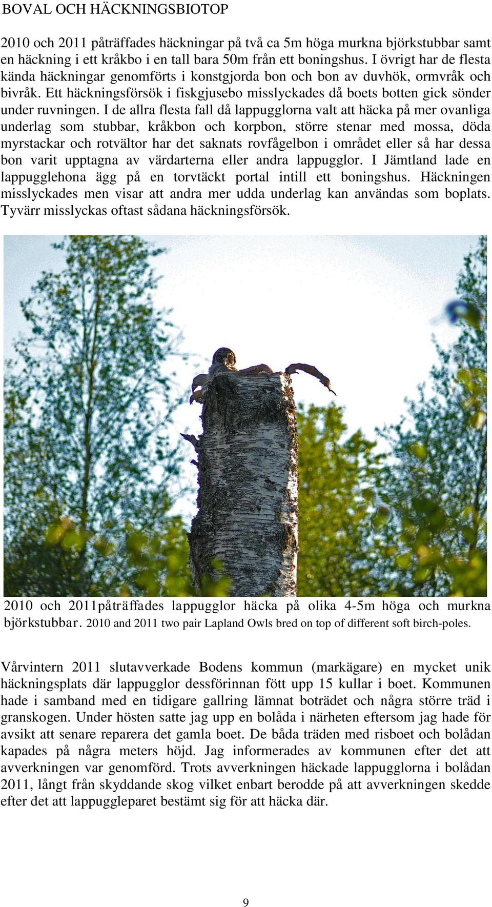I de allra flesta fall då lappugglorna valt att häcka på mer ovanliga underlag som stubbar, kråkbon och korpbon, större stenar med mossa, döda myrstackar och rotvältor har det saknats rovfågelbon i