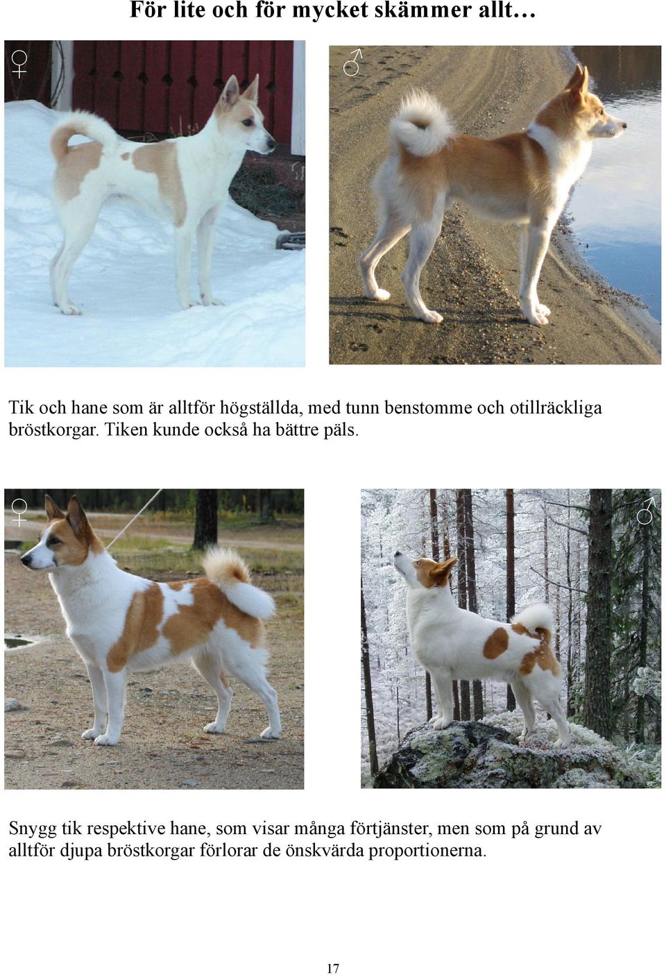 Tiken kunde också ha bättre päls.