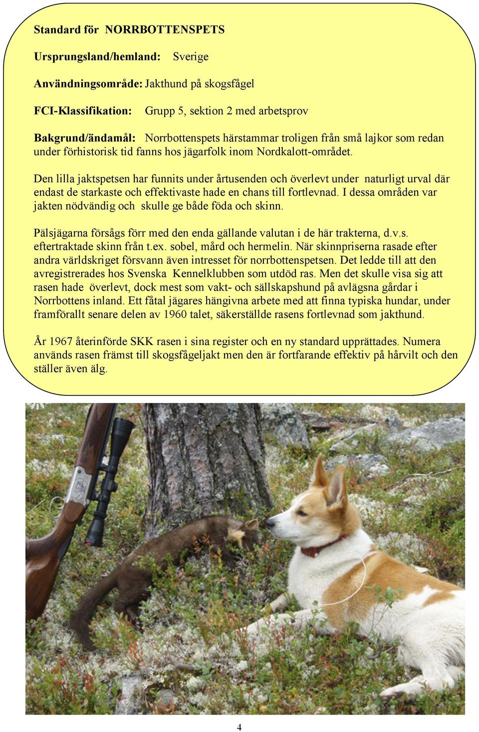 Den lilla jaktspetsen har funnits under årtusenden och överlevt under naturligt urval där endast de starkaste och effektivaste hade en chans till fortlevnad.