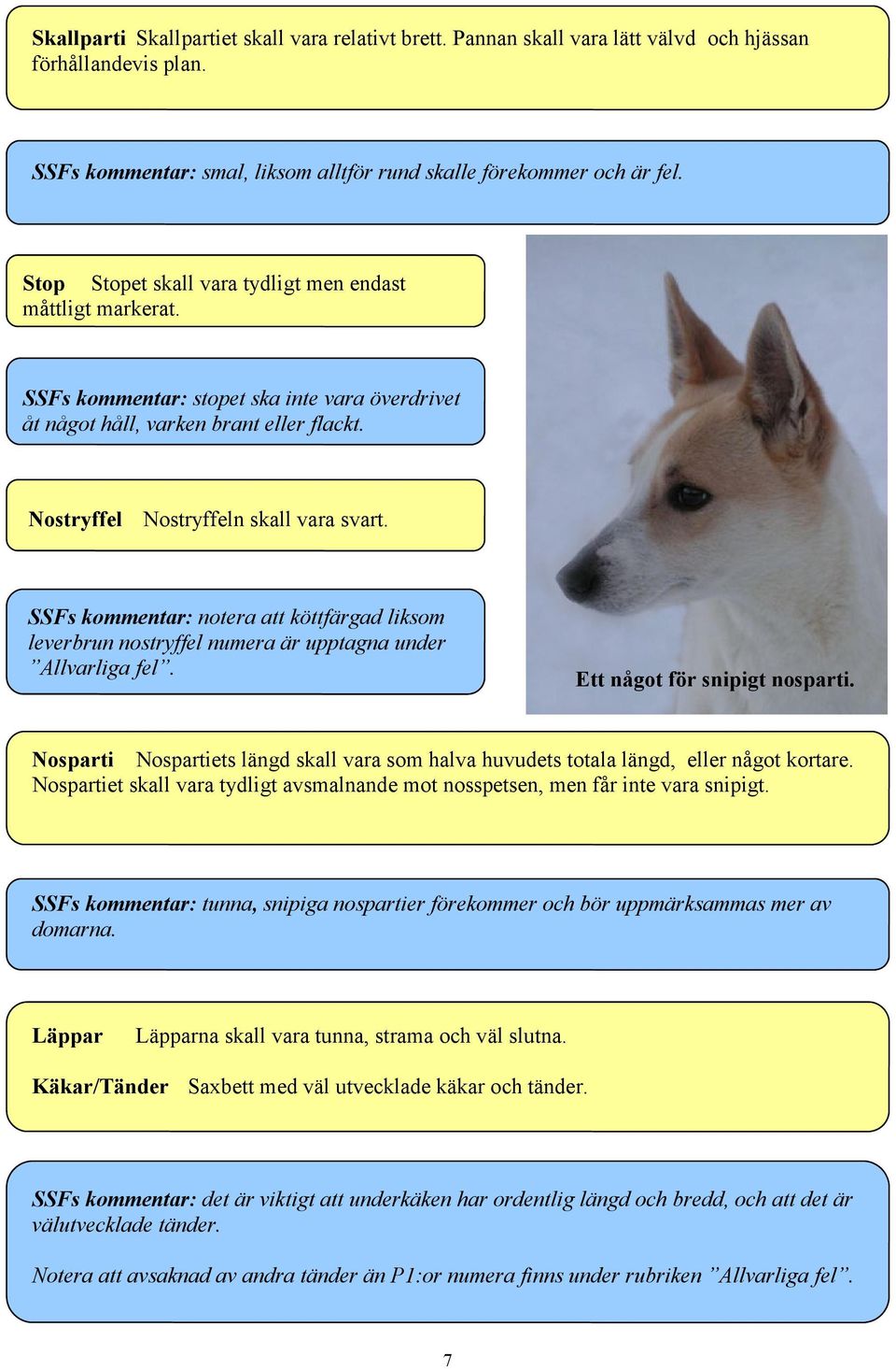 SSFs kommentar: notera att köttfärgad liksom leverbrun nostryffel numera är upptagna under Allvarliga fel. Ett något för snipigt nosparti.