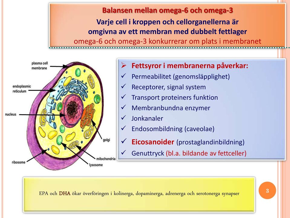 system Transport proteiners funktion Membranbundna enzymer Jonkanaler Endosombildning (caveolae) Eicosanoider (prostaglandinbildning)