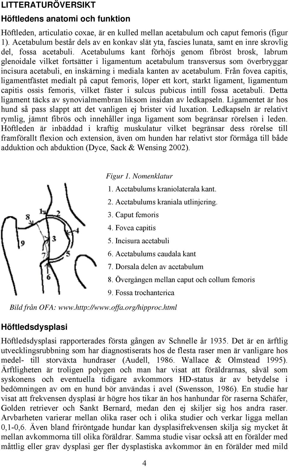 Acetabulums kant förhöjs genom fibröst brosk, labrum glenoidale vilket fortsätter i ligamentum acetabulum transversus som överbryggar incisura acetabuli, en inskärning i mediala kanten av acetabulum.