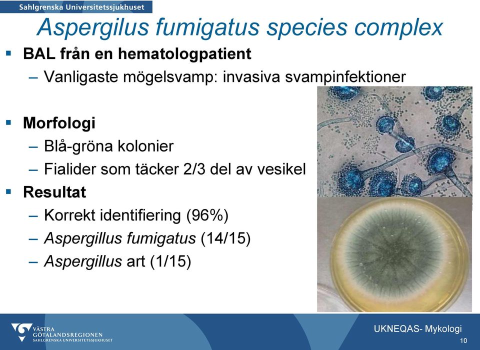 svampinfektioner Blå-gröna kolonier Fialider som täcker 2/3 del