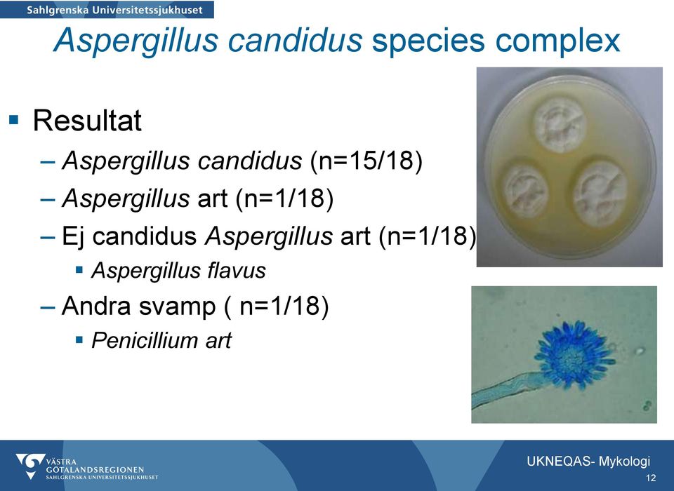 (n=1/18) Ej candidus Aspergillus art (n=1/18)