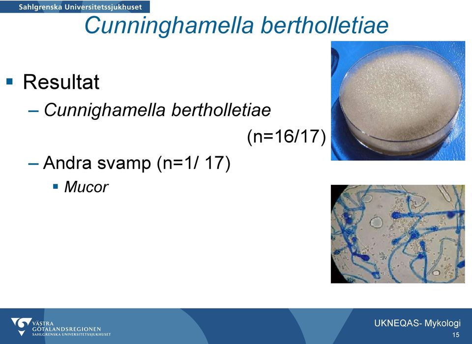 Cunnighamella  (n=16/17)