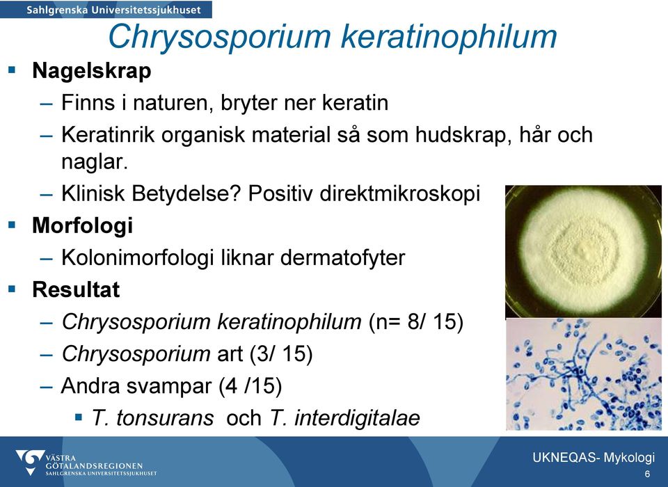 Positiv direktmikroskopi Kolonimorfologi liknar dermatofyter Chrysosporium