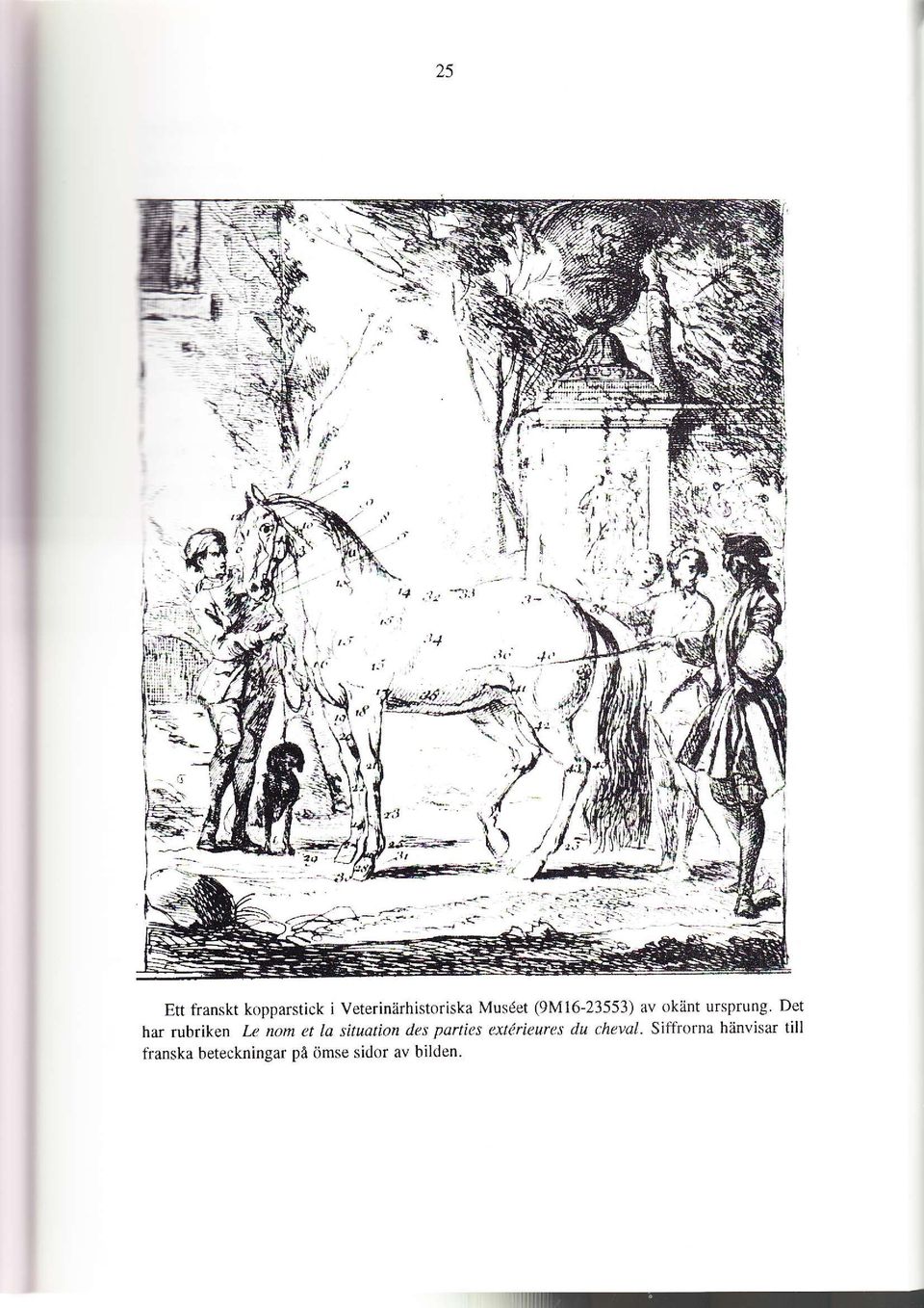 . Ett tianskt kopparstick i Veterinärhistoriska Musdet (9M16-23553) av okänt