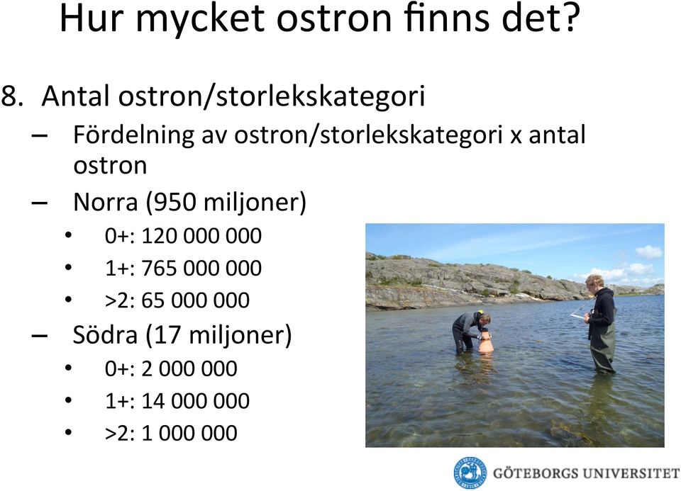 ostron/storlekskategori x antal ostron Norra (950 miljoner)