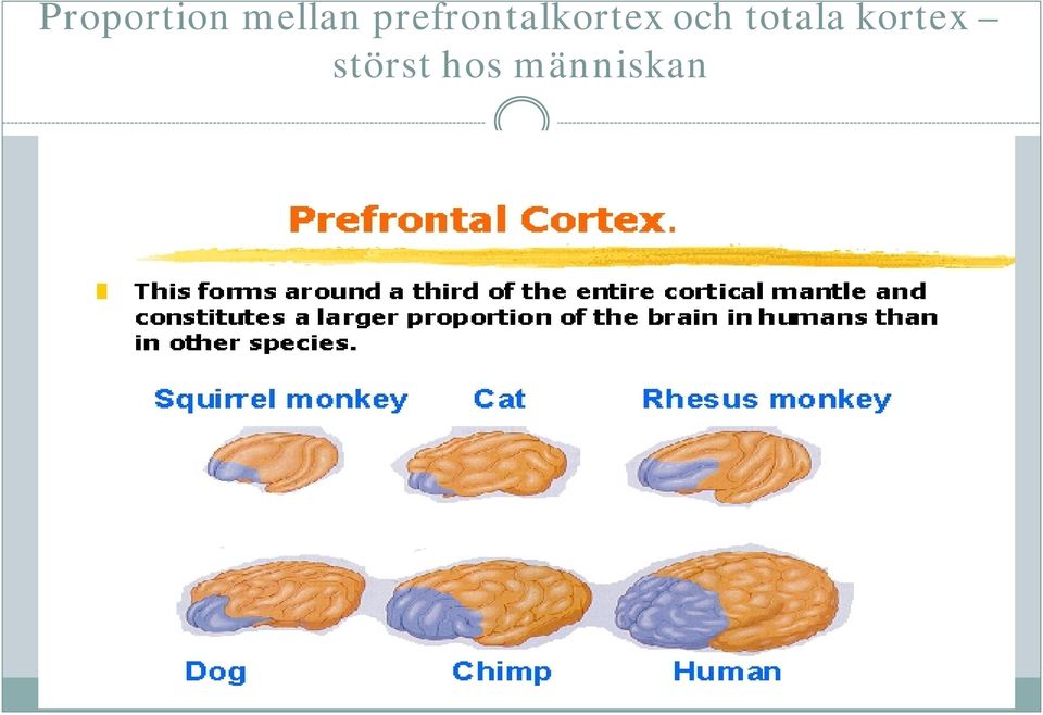 och totala kortex