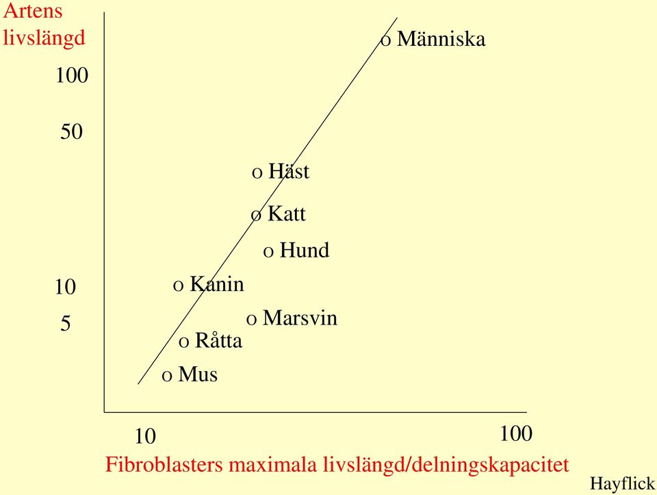 Marsvin O Mus 10 100 Fibroblasters