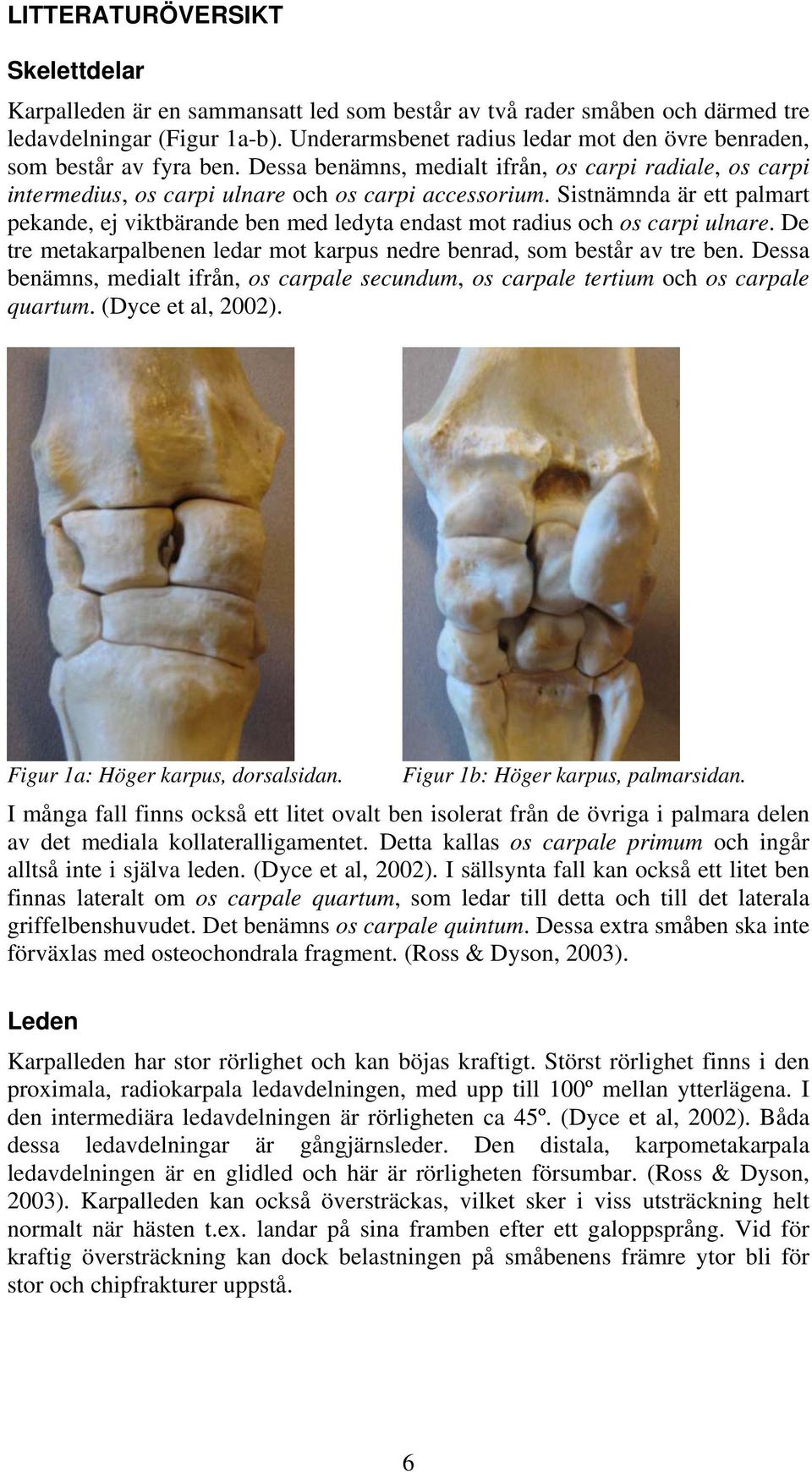 Sistnämnda är ett palmart pekande, ej viktbärande ben med ledyta endast mot radius och os carpi ulnare. De tre metakarpalbenen ledar mot karpus nedre benrad, som består av tre ben.